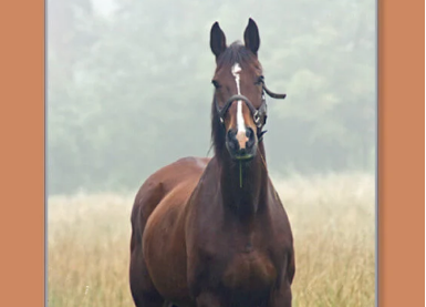 马鉴定器(Horse Scanner)