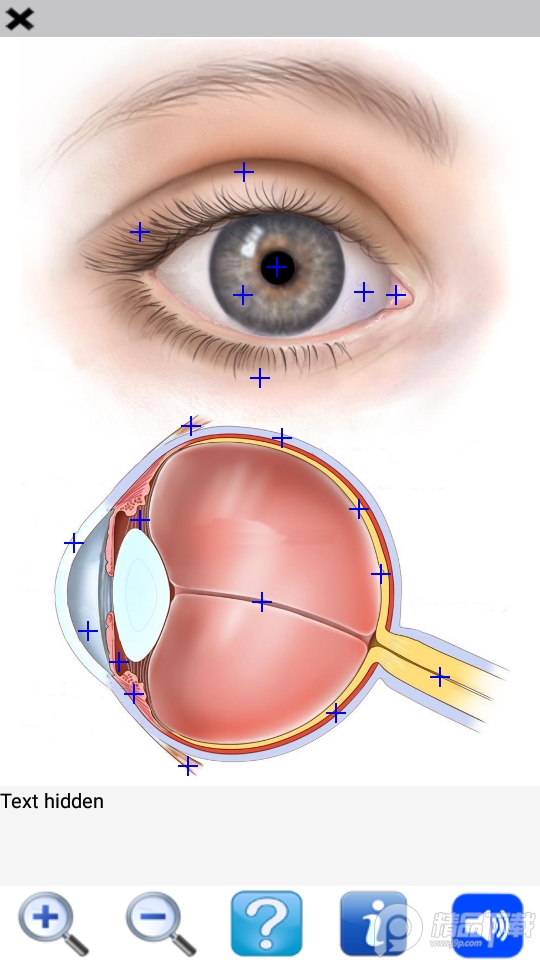 人体解剖2(Visual Anatomy 2), 人体解剖2(Visual Anatomy 2)