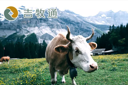 吉牧通app官方版
