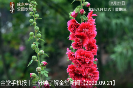 金堂发布app官方版