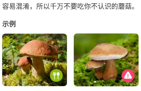 蘑菇识别扫一扫中文版